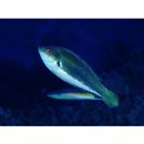 Cirrhilabrus katherinae Randall, 1992