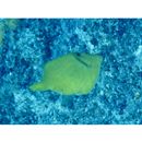 Cantherhines longicaudus Hutchins et Randall, 1982