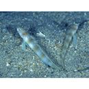 Amblyeleotris arcupinna Mohlmann et Munday, 1999