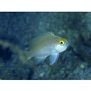 バリアリーフ・アンティアス