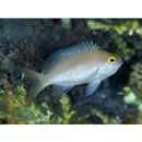 Pseudanthias engelhardi (Allen et Starck, 1982)