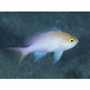 Pseudanthias engelhardi (Allen et Starck, 1982)