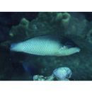 Anampses neoguinaicus Bleeker, 1878