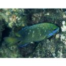 Plectroglyphidodon lacrymatus (Quoy et Gaimard, 1825)