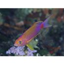 Pseudanthias flavicauda Randall et Pyle, 2001