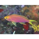 Pseudanthias flavicauda Randall et Pyle, 2001