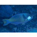 Chlorurus bleekeri (de Beaufort, 1940)