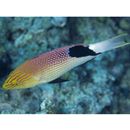 Bodianus loxozonus (Snyder, 1908)