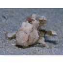 Antennarius pictus (Shaw, 1794)