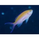 Pseudanthias bicolor (Randall, 1979)