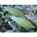 Oxymonacanthus longirostris (Bloch et Schneider, 1801)