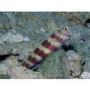 Amblyeleotris wheeleri (Polunin et Lubbock, 1977)