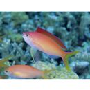 Pseudanthias dispar (Herre, 1955)