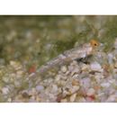 Diplogrammus goramensis (Bleeker, 1858)