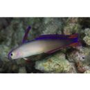 Nemateleotris decora Randall et Allen, 1973