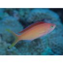 Pseudanthias dispar (Herre, 1955)