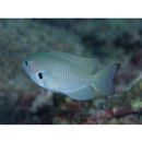 Pomacentrus nigromarginatus Allen, 1973