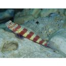 Amblyeleotris wheeleri (Polunin et Lubbock, 1977)