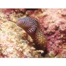 Gymnothorax nudivomer (Gunther, 1867)