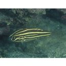 Grammistes sexlineatus (Thunberg, 1792)