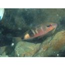 Parupeneus multifasciatus (Quoy et Gaimard, 1825)