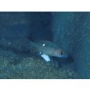 Lutjanus stellatus Akazaki, 1983