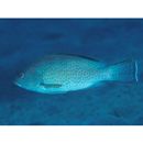 Epinephelus areolatus (Forsskal, 1775)