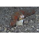 Gymnothorax sagmacephalus Bohlke, 1997