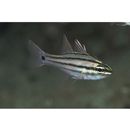 Ostorhinchus doederleini (Jordan et Snyder, 1901)