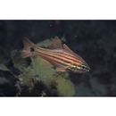 Ostorhinchus endekataenia (Bleeker, 1852)