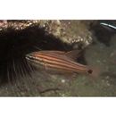 Ostorhinchus endekataenia (Bleeker, 1852)