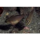 Ostorhinchus notatus (Houttuyn, 1782)