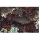 Ostorhinchus notatus (Houttuyn, 1782)