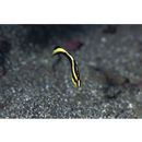 Diagramma pictum (Thunberg, 1792)