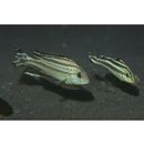 Diagramma pictum (Thunberg, 1792)