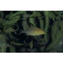 Lethrinus nebulosus (Forsskal, 1775)