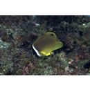 Chaetodon auripes Jordan et Snyder, 1901