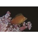 Cirrhitichthys aureus (Temminck et Schlegel, 1843)