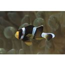 Amphiprion clarkii (Bennett, 1830)