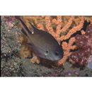 Chromis fumea (Tanaka, 1917)