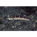 Parapercis snyderi Jordan et Starks, 1905