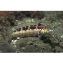 Parapercis snyderi Jordan et Starks, 1905