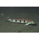 Parapercis sexfasciata (Temminck et Schlegel, 1843)