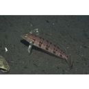 Parapercis sexfasciata (Temminck et Schlegel, 1843)