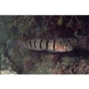 Pterogobius elapoides (Gunther, 1872)