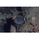 Acanthurus mata (Cuvier, 1829)