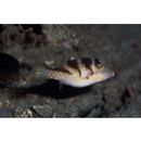 Canthigaster axiologa Whitley, 1931