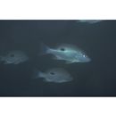 Lutjanus monostigma (Cuvier, 1828)