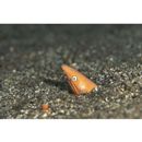 Apterichtus australis McCosker et Randall, 2005