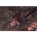 Pterois volitans (Linnaeus, 1758)